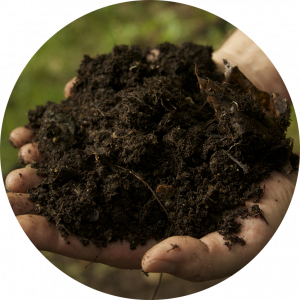 Restoring the Soil Food Web
