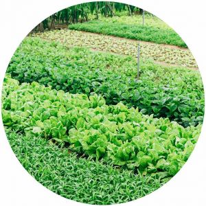 Adopting Natural Farming Techniques with The Soil Food Web