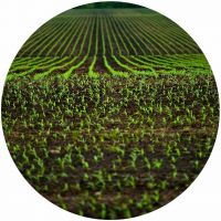 Regenerate-Soil-on-Plot-of-Land Regenerate Soil on Plot of Land
