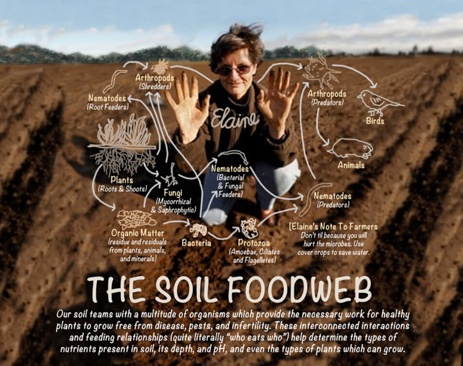 The Soil Food Web