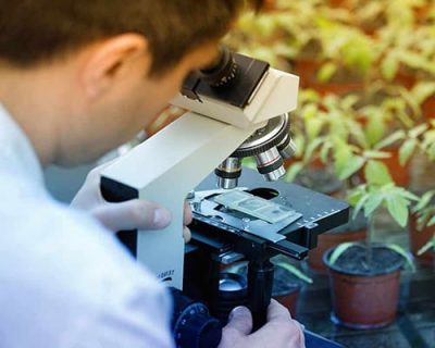 Soil or Compost Sample Analysis