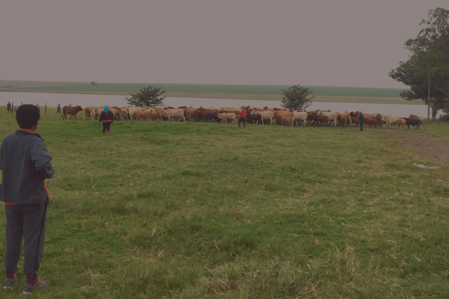 Nono Sekhoto Farm - South Africa - Soil Regen Summit 2022