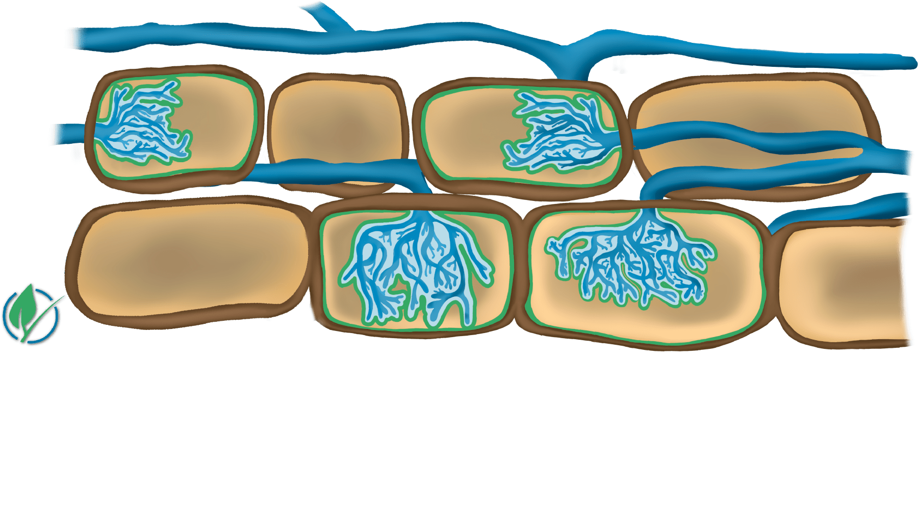 Illustration of an arbuscule; while plant and fungal cells do not entirely merge, only a thin space remains between their membranes. Copyright @ 2022 by Soil Foodweb School LLC. 