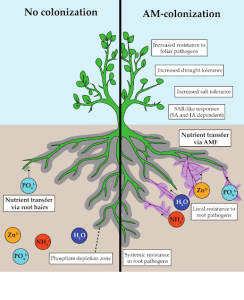 Key benefits of AM fungal root colonization. 