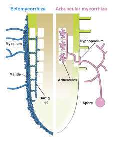 Illustration of root colonization in ectomycorrhizal (blue) and endomycorrhizal (pink) symbioses by Bonfonte & Genre (2010), CC by 2.0 