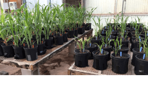 Sorghum bicolor was grown with AM fungi (left) or without AM fungi (right) in consistent environmental conditions. 