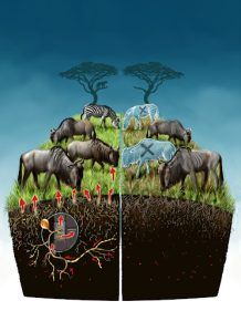 Serengeti research highlights contributions of endomycorrhizal (arbuscular mycorrhizal; AM) fungi to grassland productivity Photo courtesy of Dr. Bo Maxwell Stevens