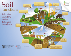FAO Soil Functions Illustration - Soils Deliver ecosystem services that enable life on Earth - carbon sequestration, water purification, climate regulation, nutrient cycling, habitat for organisms, flood regulation, source of pharmaceuticals and genetic resources, foundation for human infrastructure, provision of construction materials, cultural heritage, provision of food, fibre, and fuel.