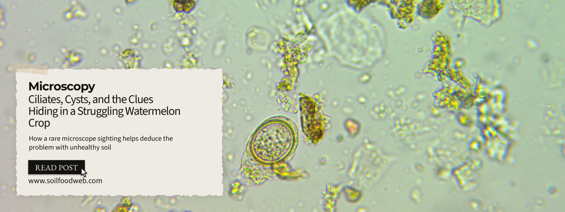How a rare microbe find helps deduce the problem with unhealthy soil: ciliates, cysts, and the clues hiding in a struggling watermelon crop