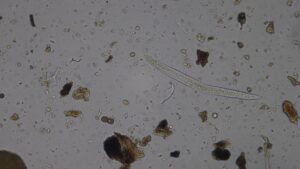 Bacterial-feeding nematode