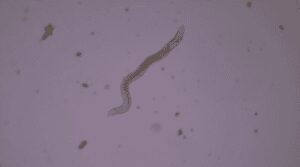 Bacterial-feeding nematode