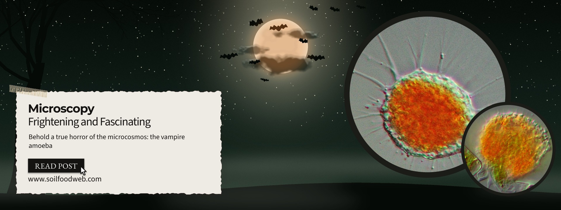 Behold a true horror of the microscosmos: the vampire amoeba