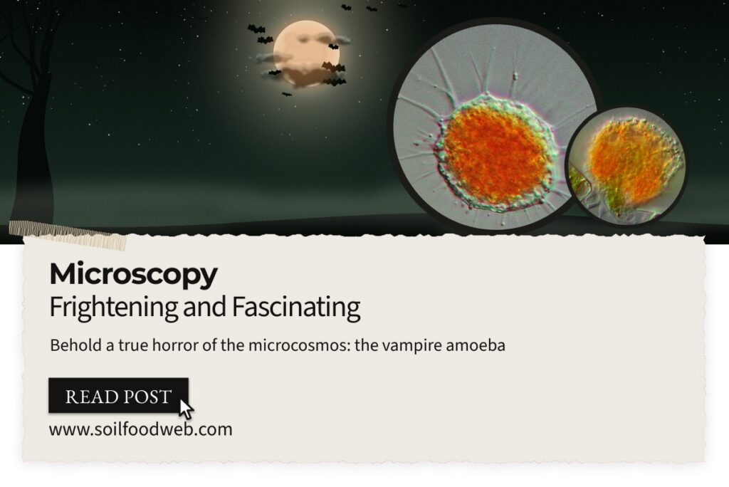 Behold a true horror of the microscosmos: the vampire amoeba